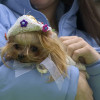 The Benefits of Pets on Mental Health | Stress Relief Orange County Caring for your pet can help you