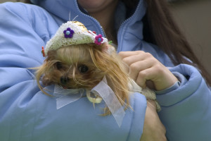 Caring for your pet can help you